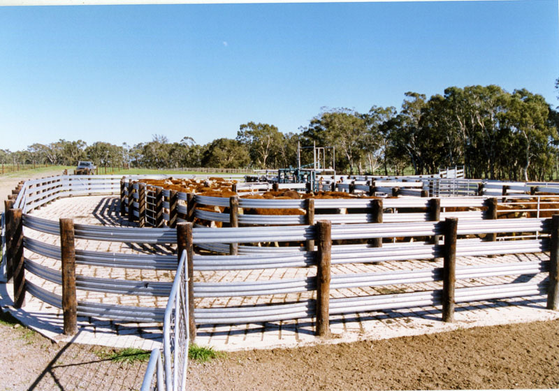 cattle yard picture