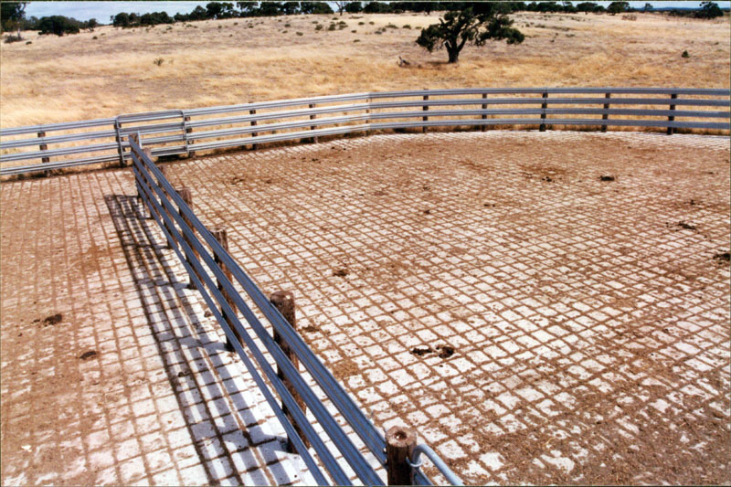 cattle yard picture