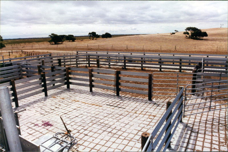 cattle yard picture
