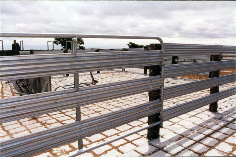 cattle yard picture