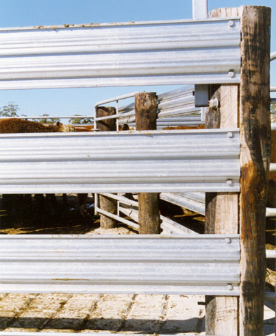 cattle yard picture