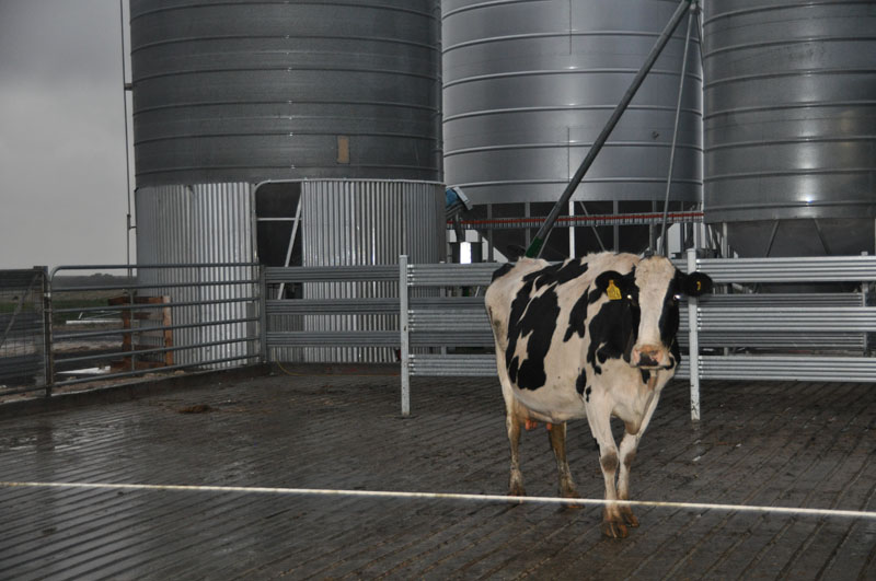 dairy