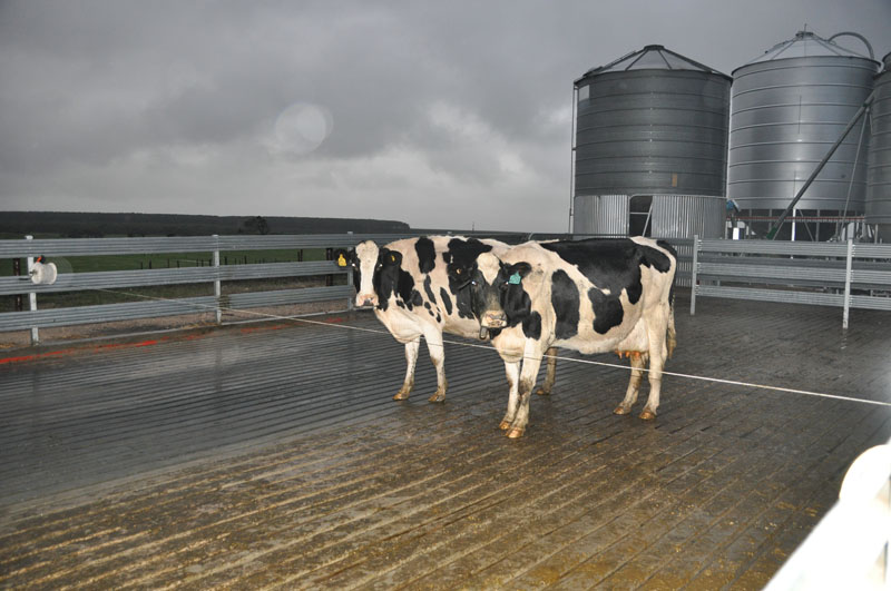 Dairy picture