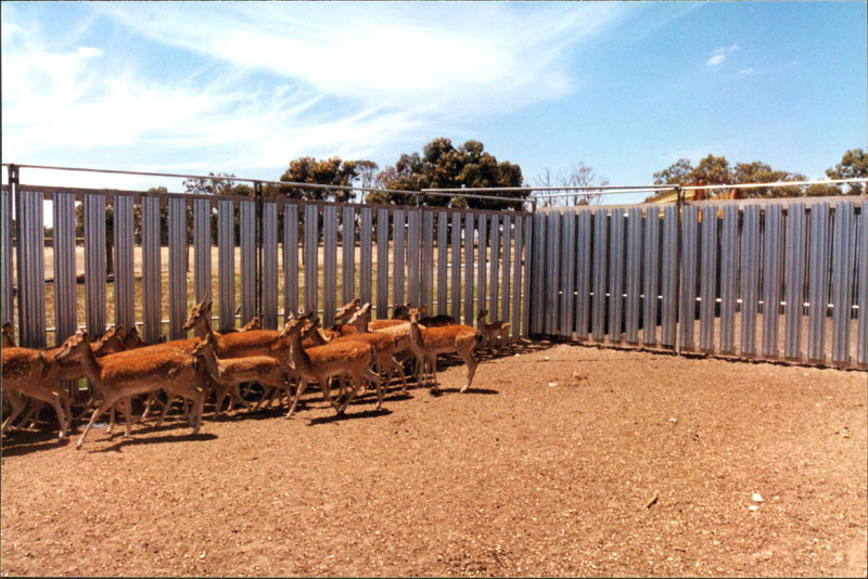 deer yard picture