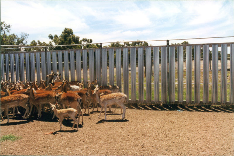 deer yard picture