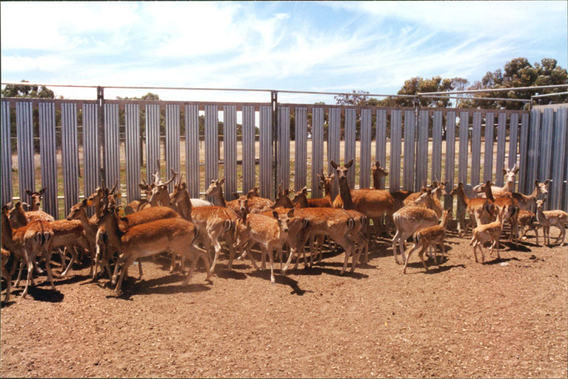 deer yard picture