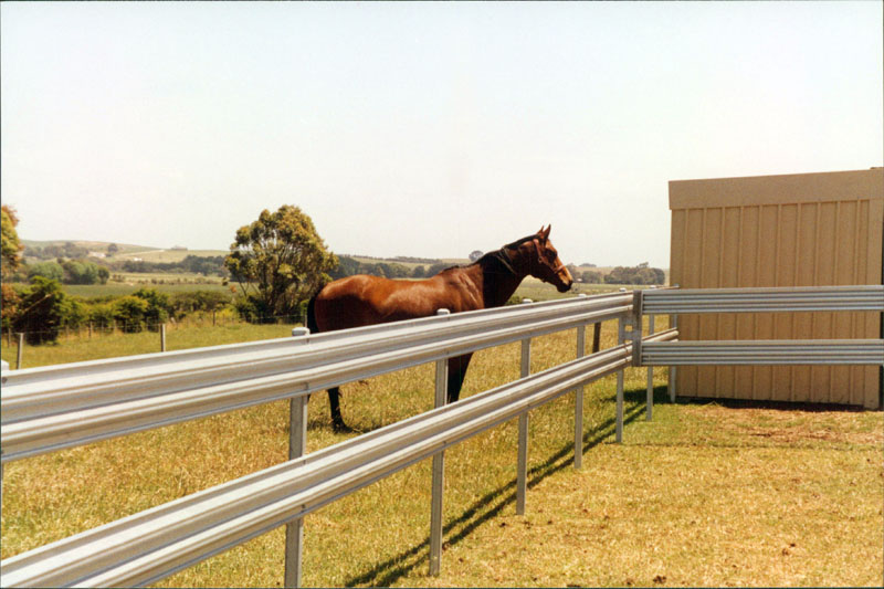 Horse yard picture
